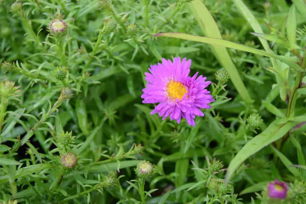 Symphyotrichum novi-belgii 'Heinz Richard' ---